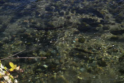 DSC_6517 (Large).JPG